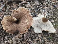 Sarcodon quercinofibulatus