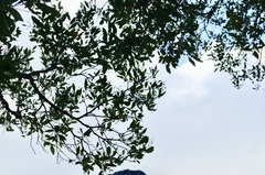 Olea capensis capensis