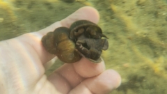 Viviparus contectus