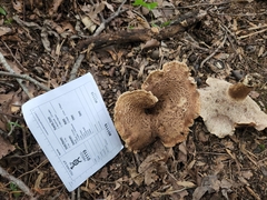 Sarcodon quercinofibulatus