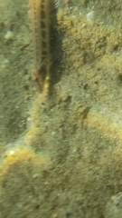 Cobitis taenia