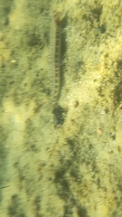 Cobitis taenia