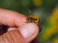 Bombus modestus