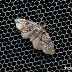 Lobogonodes complicata