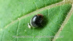 Scymnus folchinii