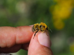 Bombus modestus
