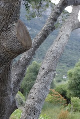 Olea capensis capensis