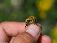 Bombus modestus