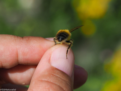 Bombus modestus