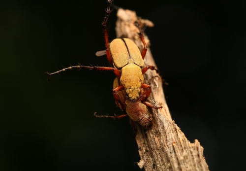 Rose chafer