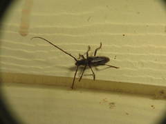 Orwellion gibbulum arizonense