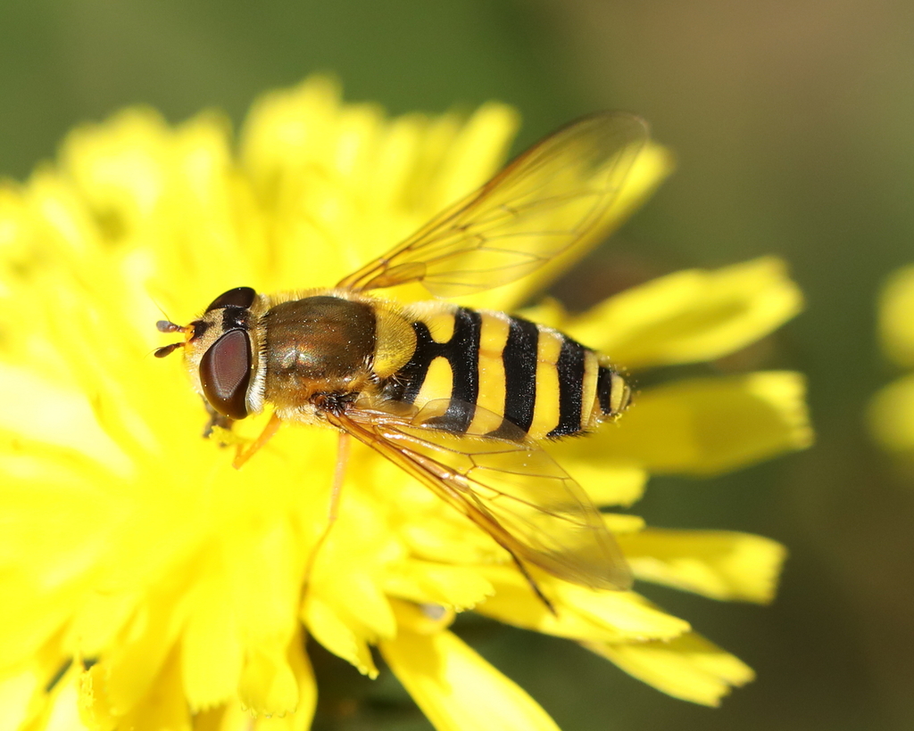 Common Flower Fly from Gonfreville-l'Orcher, France on August 10, 2022 ...