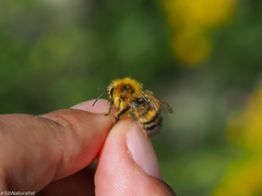 Bombus modestus