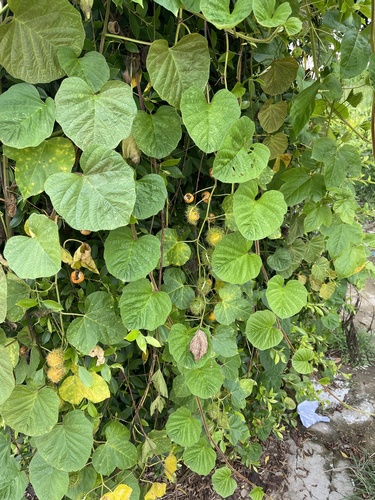 Stinking Passionflower