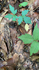 Toxicodendron radicans