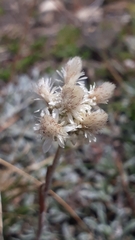 Antennaria