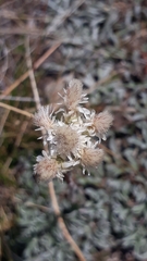 Antennaria