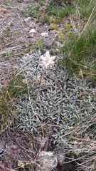 Antennaria