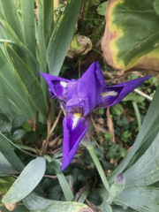 Trimezia coerulea