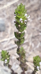 Euphrasia