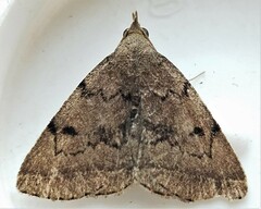 Zanclognatha dentata