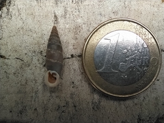 Leucostigma candidescens