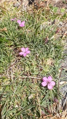 Dianthus