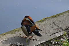 Aix galericulata