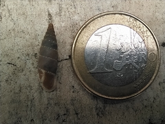 Leucostigma candidescens