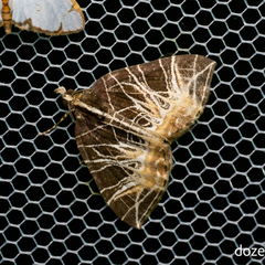 Evecliptopera illitata