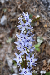 Campanula versicolor