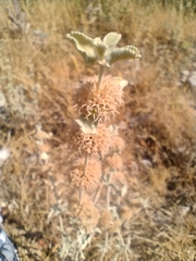 Marrubium incanum