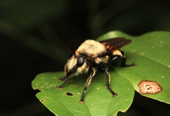 Laphria grossa