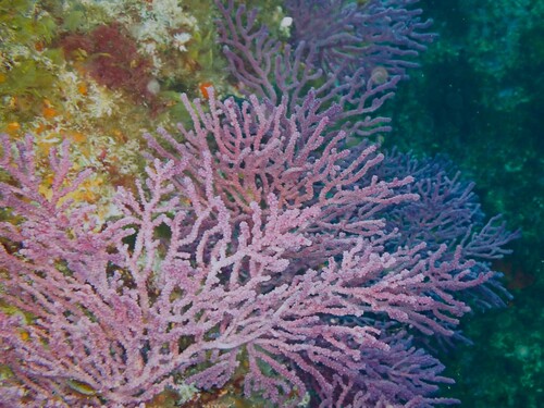 Acanthogorgia observed 2022-07-11