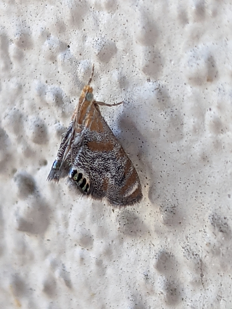 Peppery Dicymolomia