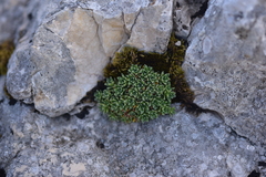 Saxifraga marginata