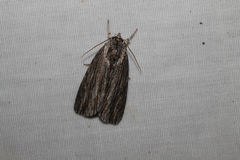 Acronicta lithospila