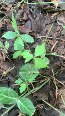 Toxicodendron radicans