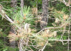 Sirococcus conigenus