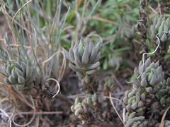 Petrosedum subulatum