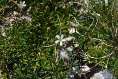 Arenaria gracilis