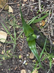 Colchicum eucomoides