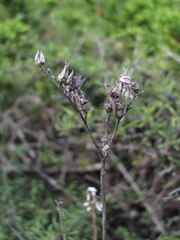 Petrosedum subulatum