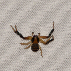Xysticus texanus