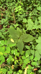 Persicaria virginiana