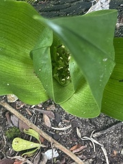 Colchicum eucomoides