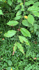 Prunus serotina