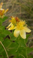 Hypericum