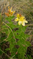 Hypericum