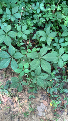 Parthenocissus quinquefolia